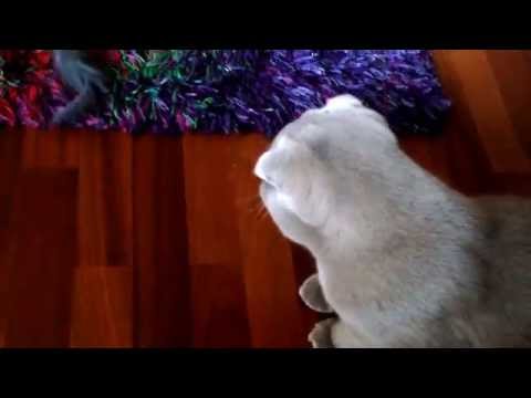 Sochi The Cat: Playing with Alisa / s01.e09 HD