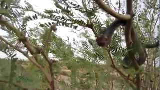 Coachwhip snake attacks camera and me!!!