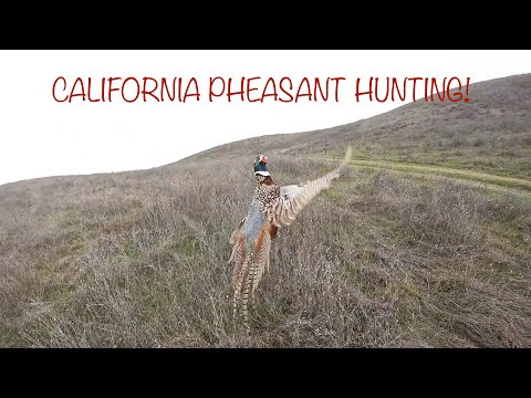CALIFORNIA PHEASANT HUNTING!