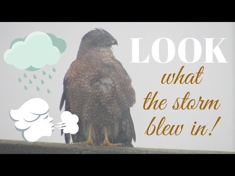 Backyard Cooper's Hawk in the Wind and Rain ☼ Wings and Daydreams ☼ Northern California Birdwatching