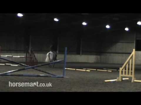 Wie man einem jungen Pferd fliegende Wechsel beibringt