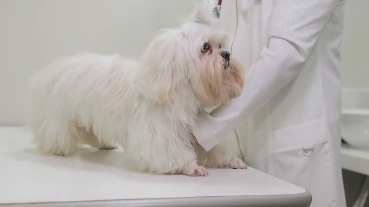 Atendimento CMV - Due Digital