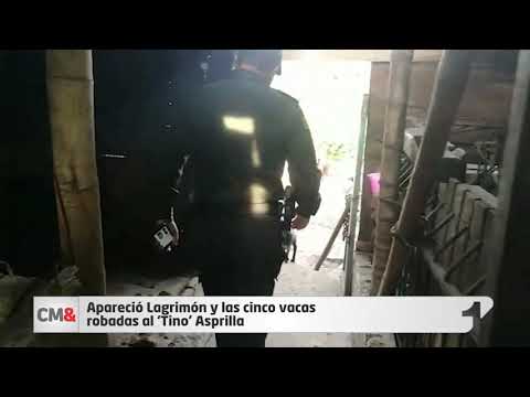 Apareció Lagrimón y las cinco vacas robadas al ‘Tino’ Asprilla