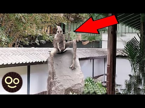 5 Videos Increíbles que Tendrás que VER Para CREER