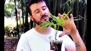Miniatura do vídeo