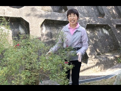 園芸 セージ by グラハム・ホット・リップス