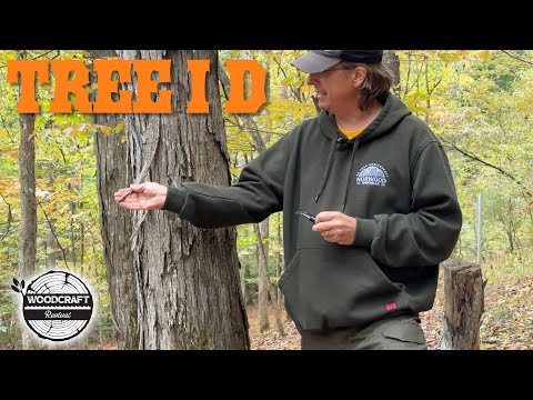 5 Great Tips I Use to ID Trees In Our Forest