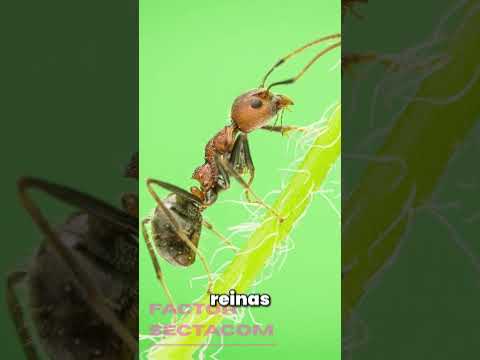 Video 8