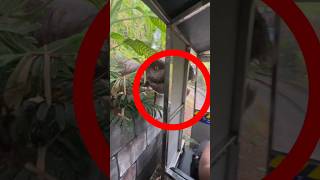 Download lagu JURASSIC PARK DIDUNIA NYATA❗️ mp3 Download lagu JURASSIC PARK DIDUNIA NYATA❗️ mp3