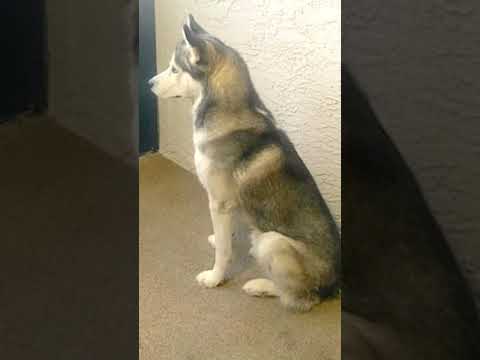 Meet Kyro! A 5 y/o Siberian Husky from Arizona who is looking for his forever home! Adopt today!