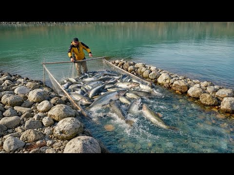 Catching Huge Fish in a Small Stream #fish #fishing 