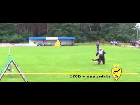 Dirk Leemans - Gehoorzaamheid Belgisch Kampioenschap 2015