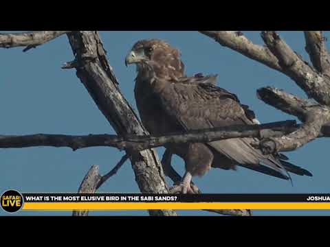 ~ Kuglarze ( Terathopius ecaudatus ) - Atak ptaszka ~ Afryka Safari live