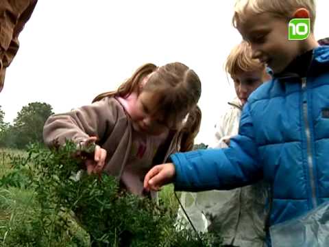 Oogstfeest in Halsteren