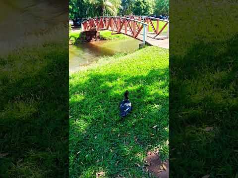 Espelho d'água em Paranaiba/ MS  , Estado do Pantanal