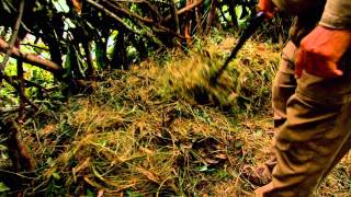 Bigfoot of Central Kentucky