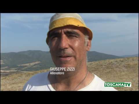 2017-07-29 VOLTERRA - INCENDIO MAZZOLLA, SINDACO LANCIA APPELLO