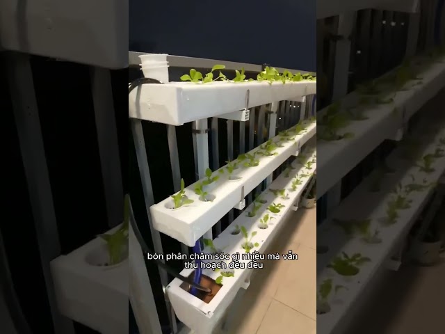 Video thu hoạch rau