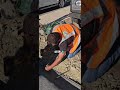 Step-by-Step Guide: Install Concrete Canvas for Weed Suppression & Fire Protection in motorways.