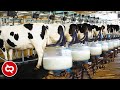 Banyak Yang Belum Tahu Ternyata Seperti Ini Proses Kerja Peternakan Sapi Modern Skala Industri