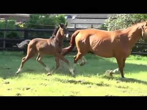 Hengstfohlen v. Rotspon x St. Moritz