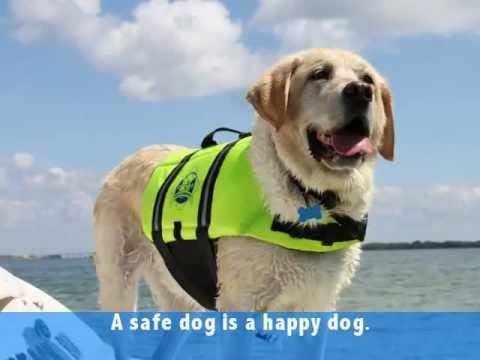 Paws Aboard Boat Fun!