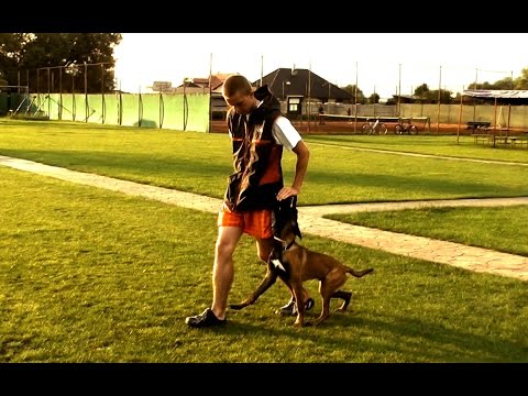 A'Iggy La Vie Est Belle - obedience & protection