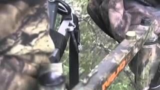 Bear Races Up Tree to Be Face to Face with Hunter