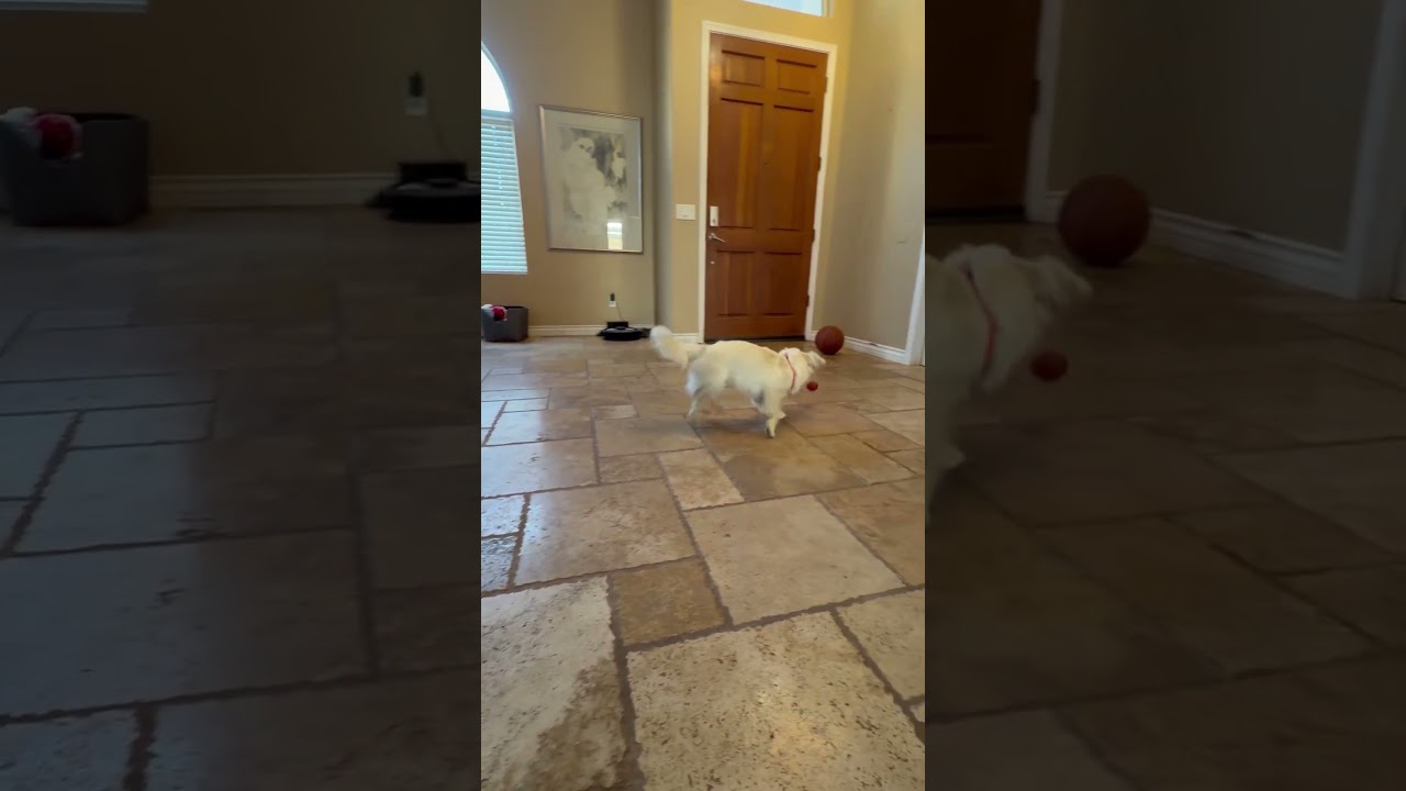 Enlarge Coco, a Adoptable mixed breed in Phoenix, AZ video 6/6