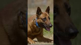 Dog SAVES family from MURDER!😮 🐕 💪