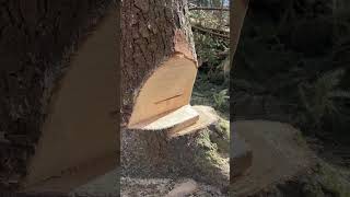 Absolutely cracking view of a Bore out the sink & Sweep cut on a decent spruce tree from a student