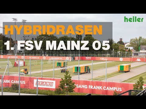 Hybridrasen für den 1. FSV Mainz 05