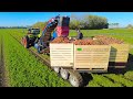 Strip Farming | Harvesting Red Cabbage, Carrots and Belgian Endive | CTF | Bi-Jovira Organic Farms