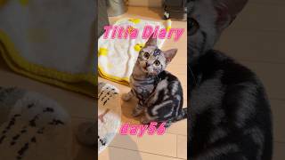 Titia Diary16「仔猫お迎えしました」【day56to58】 #アメリカンショートヘアー #シルバータビー #shorts