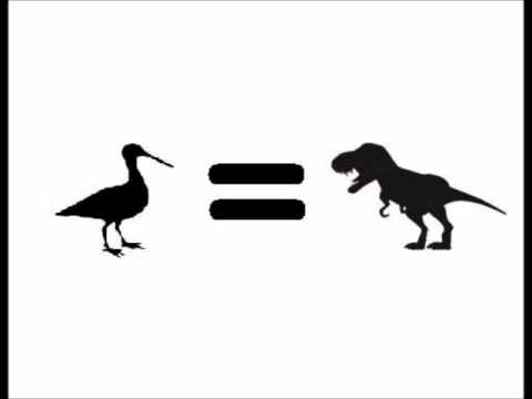 Birds Are Dinosaurs - Crows Are Geniuses