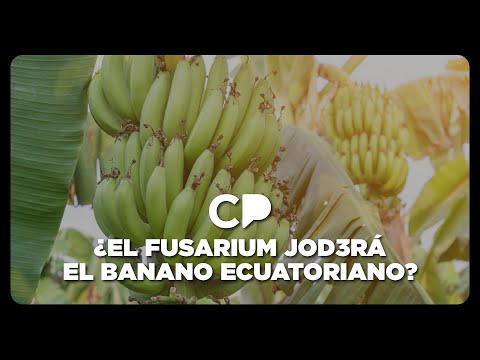 ¿El banano tricolor está en peligro? El ministro de Agricultura responde