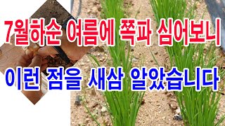 7월하순 여름에 쪽파 심었더니, 이런 점을 새삼 알았습니다.- 쪽파 여름재배,쪽파 여름 심기, 쪽파 휴면타파…