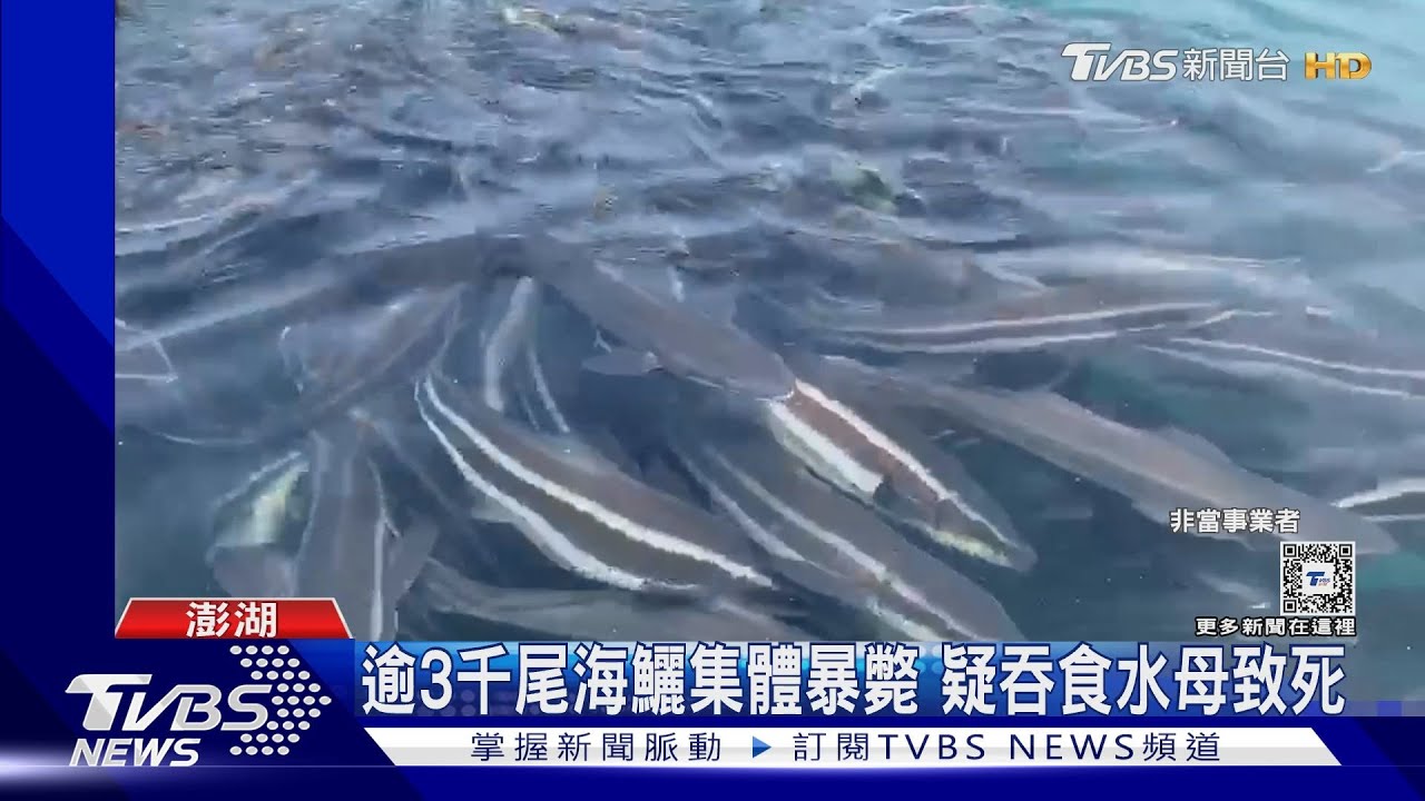 逾3千尾海鱺集體暴斃 疑吞食水母致死