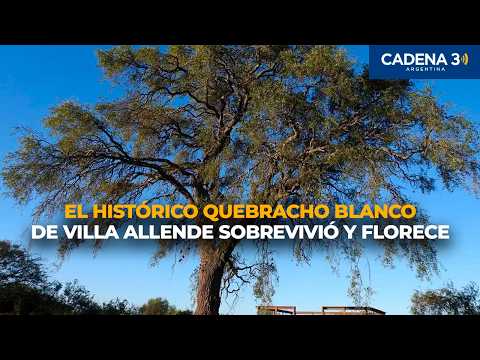 EL HISTÓRICO QUEBRACHO BLANCO DE VILLA ALLENDE SOBREVIVIÓ Y FLORECE | Cadena 3 Argentina