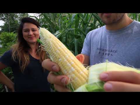 , title : '100% Organic Corn Harvest'