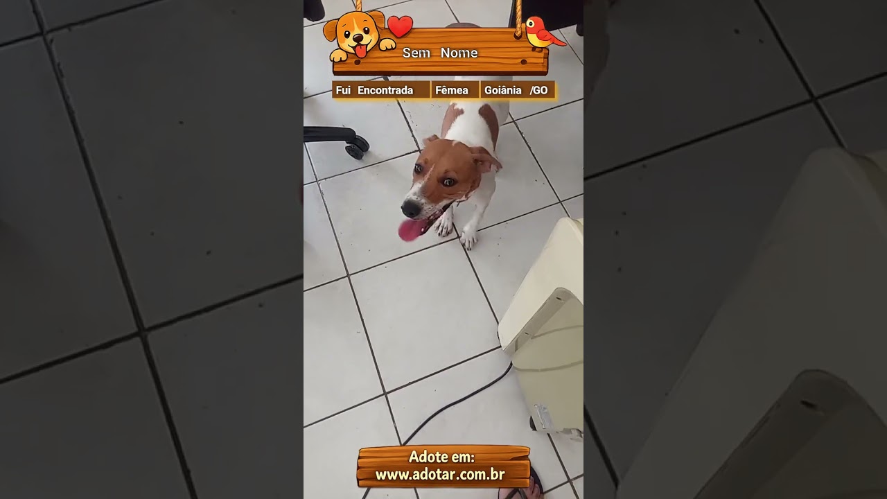 Cachorro raça SRD-ViraLata idade 1 ano nome Sem Nome