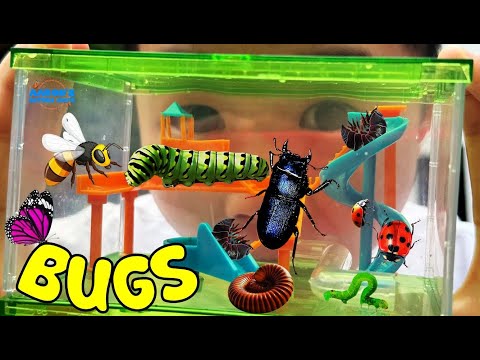 KIDS! 🐞Real BUG Playground! 🐛Watch Bugs Go Crazy! | EDUCATIONAL KIDS NATURE SHOW🌿