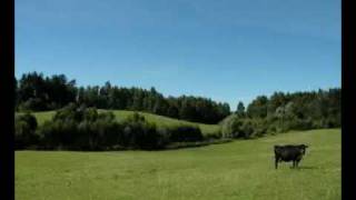 Betrieb - Große Landschaft Mit Kuh