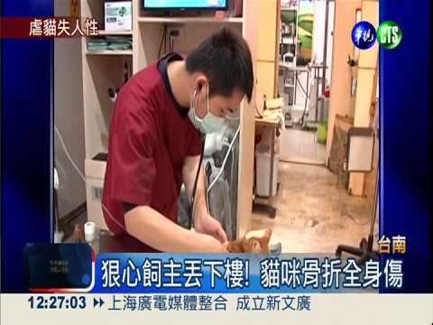 沒人性飼主! 虐打貓咪丟下樓