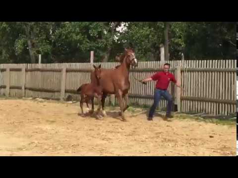 HF v. Con Sherry / Galisco du Mesnil