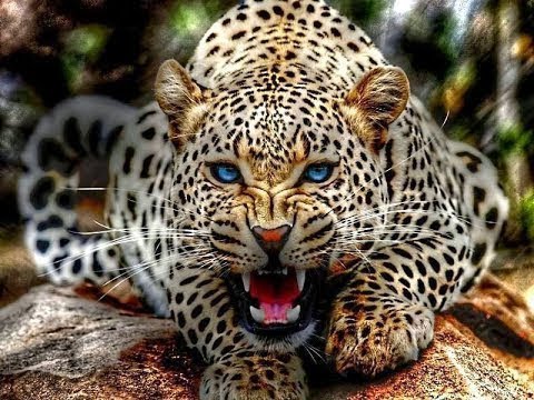 Los Ojos Del Leopardo| Animales Salvjes 《Documental》