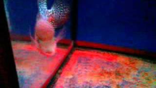 วิดีโอ0000