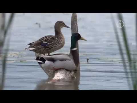 FWU - Ökosystem See - Trailer