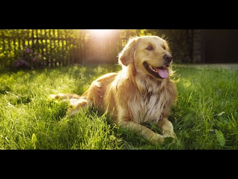 all you need to know before bringing a pet home/food for dog/dog grooming/dog healthcare vaccination