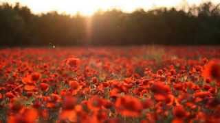 OST Did We Really Love - Tears from the Sun - Keiko Matsui